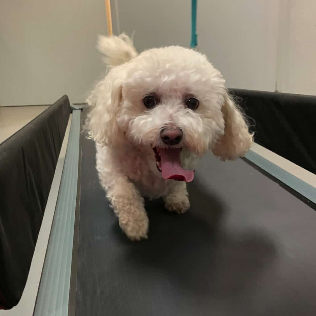 michiana-animal-rehab-services_ dogtread