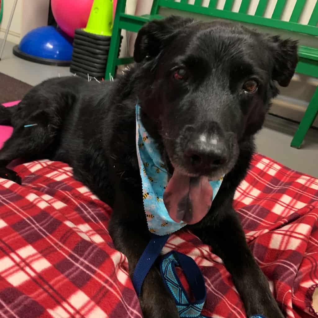 michiana-animal-rehab-services_acupuncture