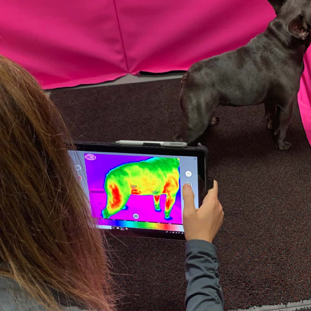 michiana-animal-rehab-services_digital-thermal-imaging