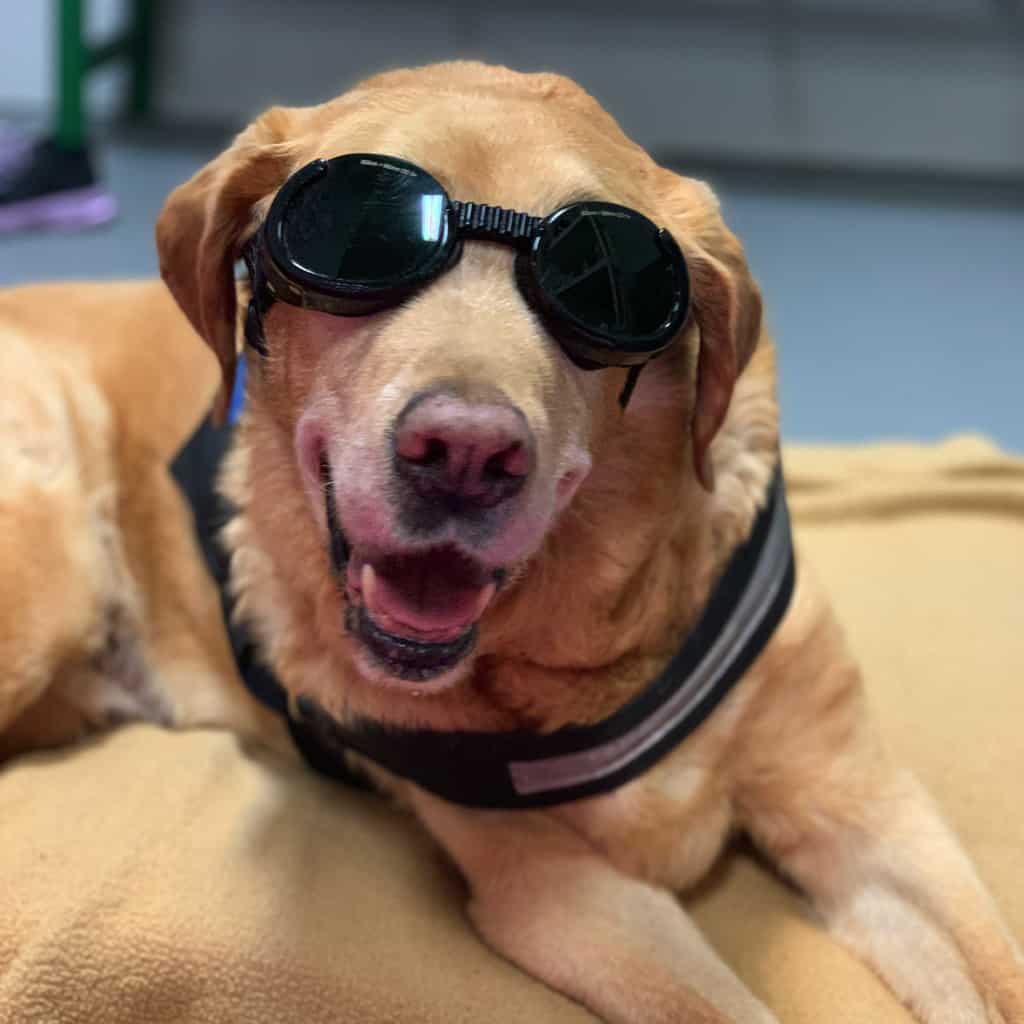 michiana-animal-rehab-services_senior-laser