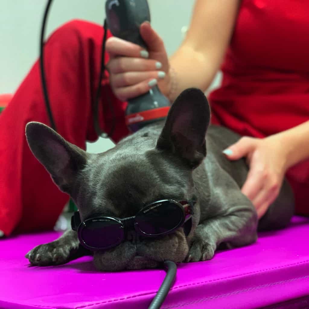 michiana-animal-rehab-services_therapeutic-laser
