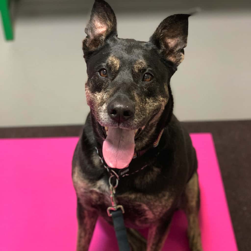 michiana-animal-rehab-services_therapeutic-massage