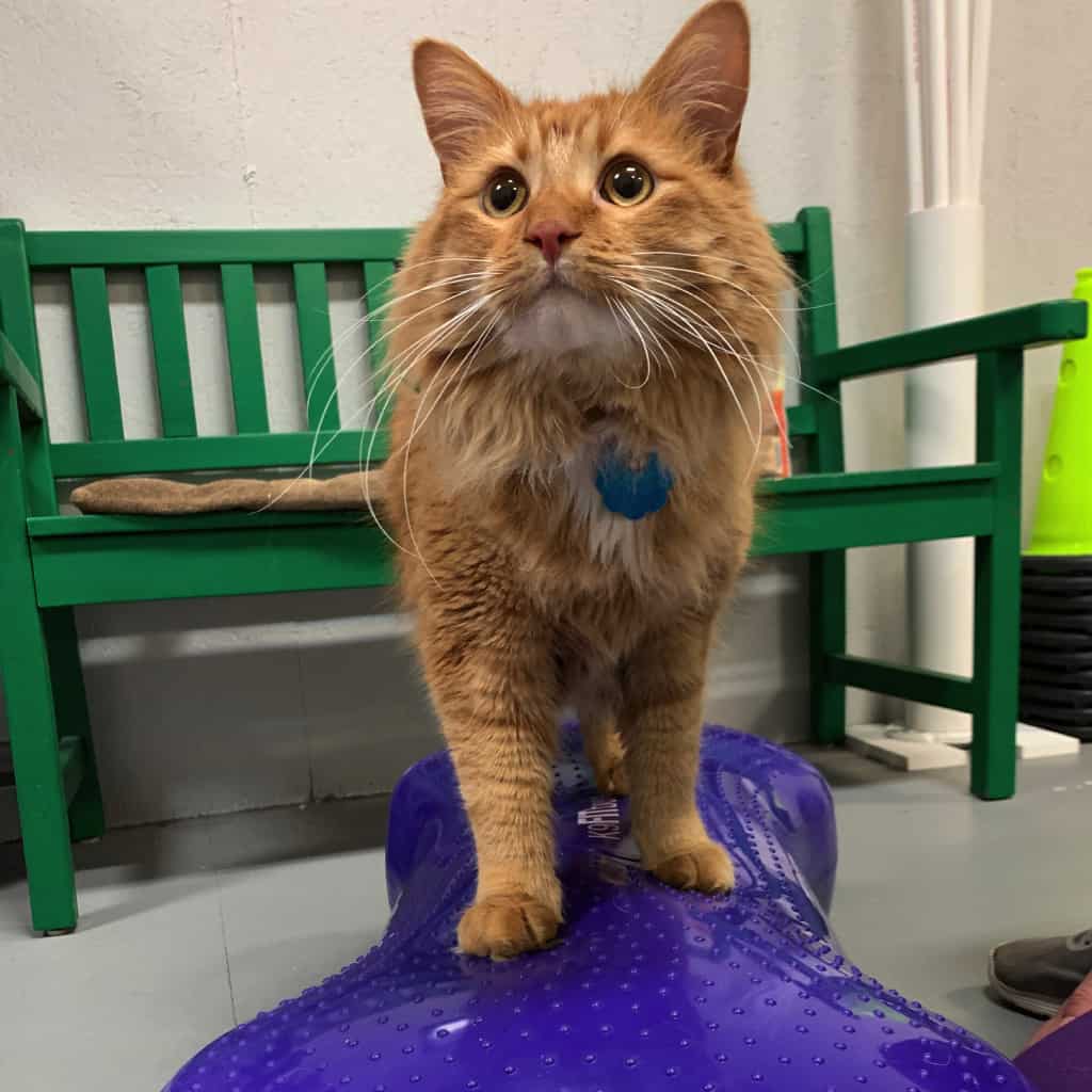 michiana-animal-rehab-services_therapeutic