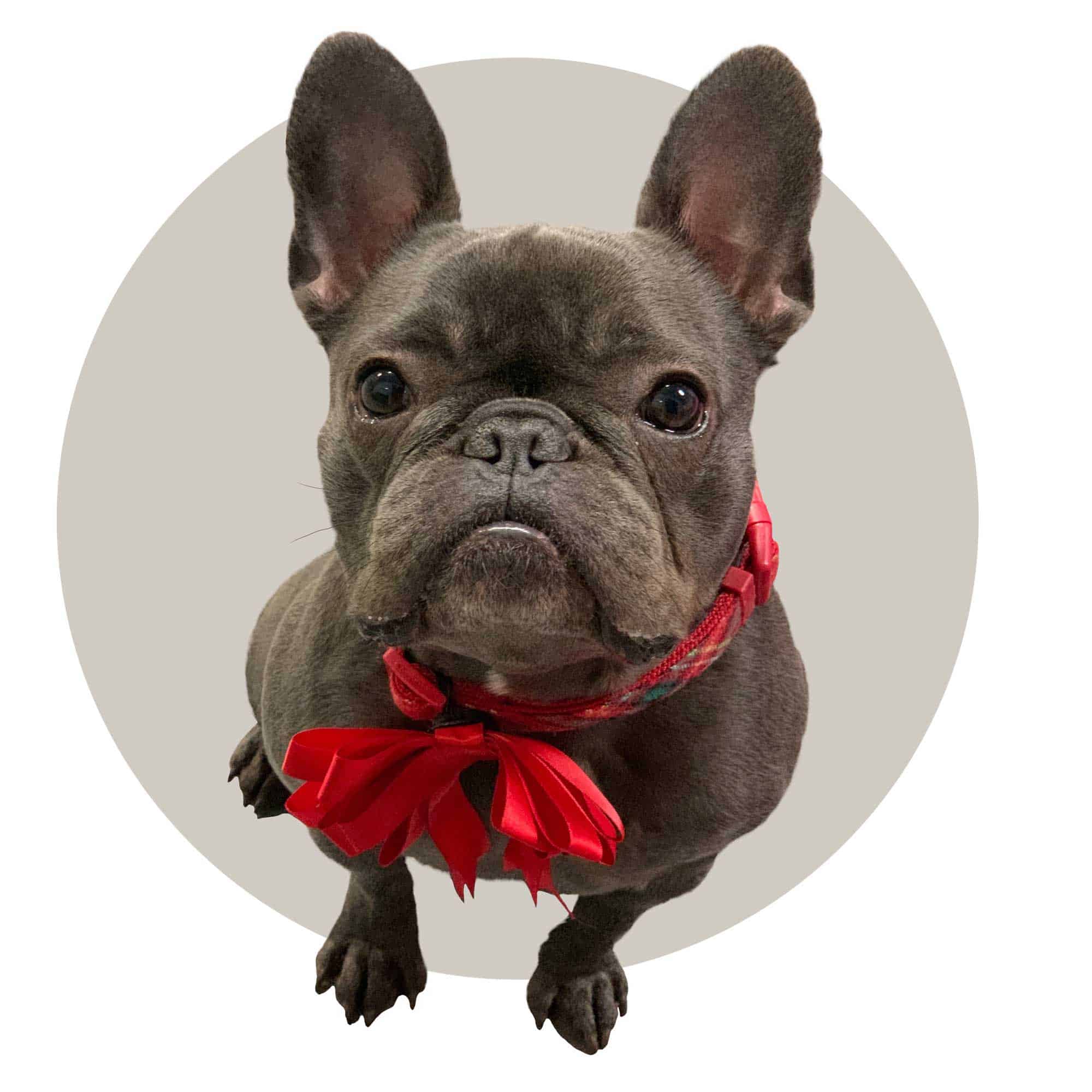 pug_cutout Pug with red bow ribbon.