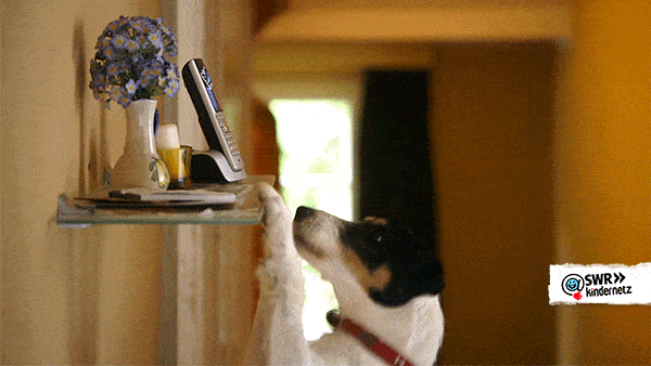GIF of dog jumping reaching for phone.
