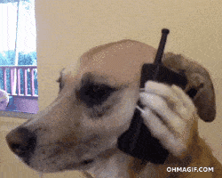 Dog on the phone GIF.