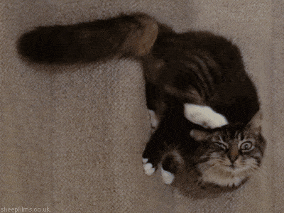 Gif of cat itching.