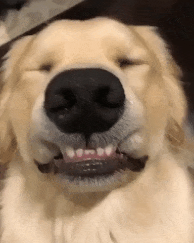 Gif of smiling golden retriever dog.