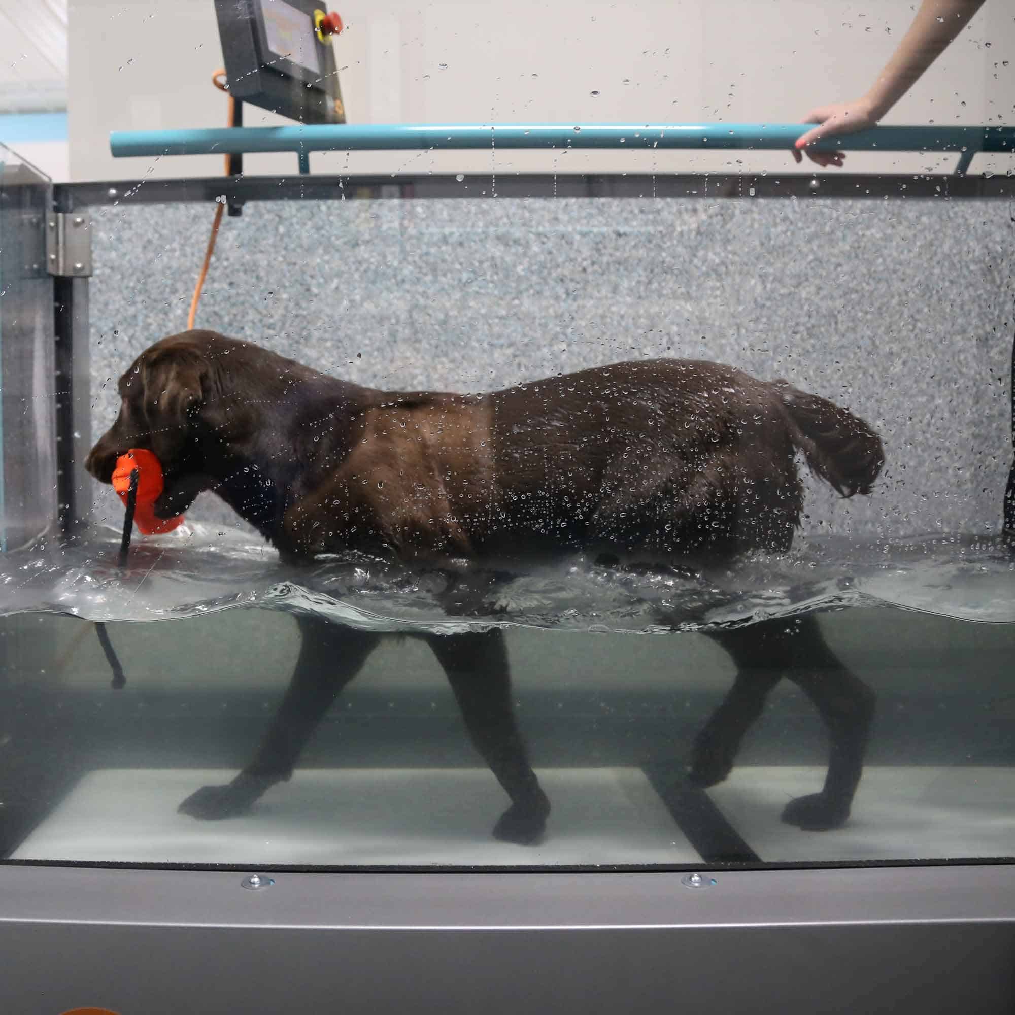 Labrador walking in hydrotherapy underwater treadmill.