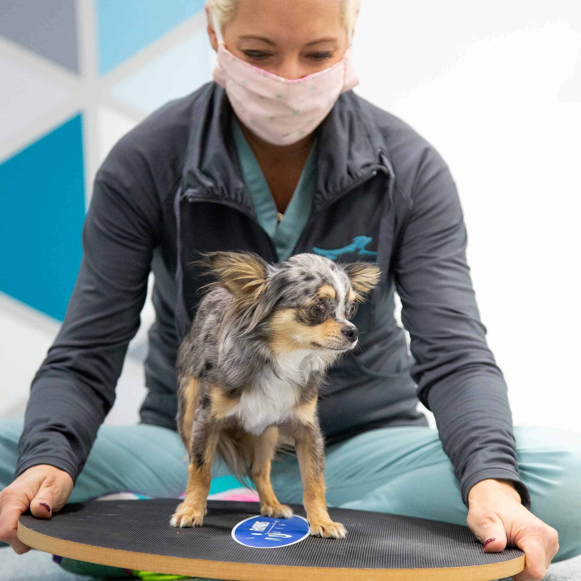 tiny-dog-balancing Tiny dog on the balance board.