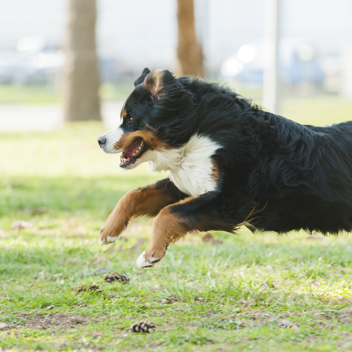A Bernese Mountain Dog sprints