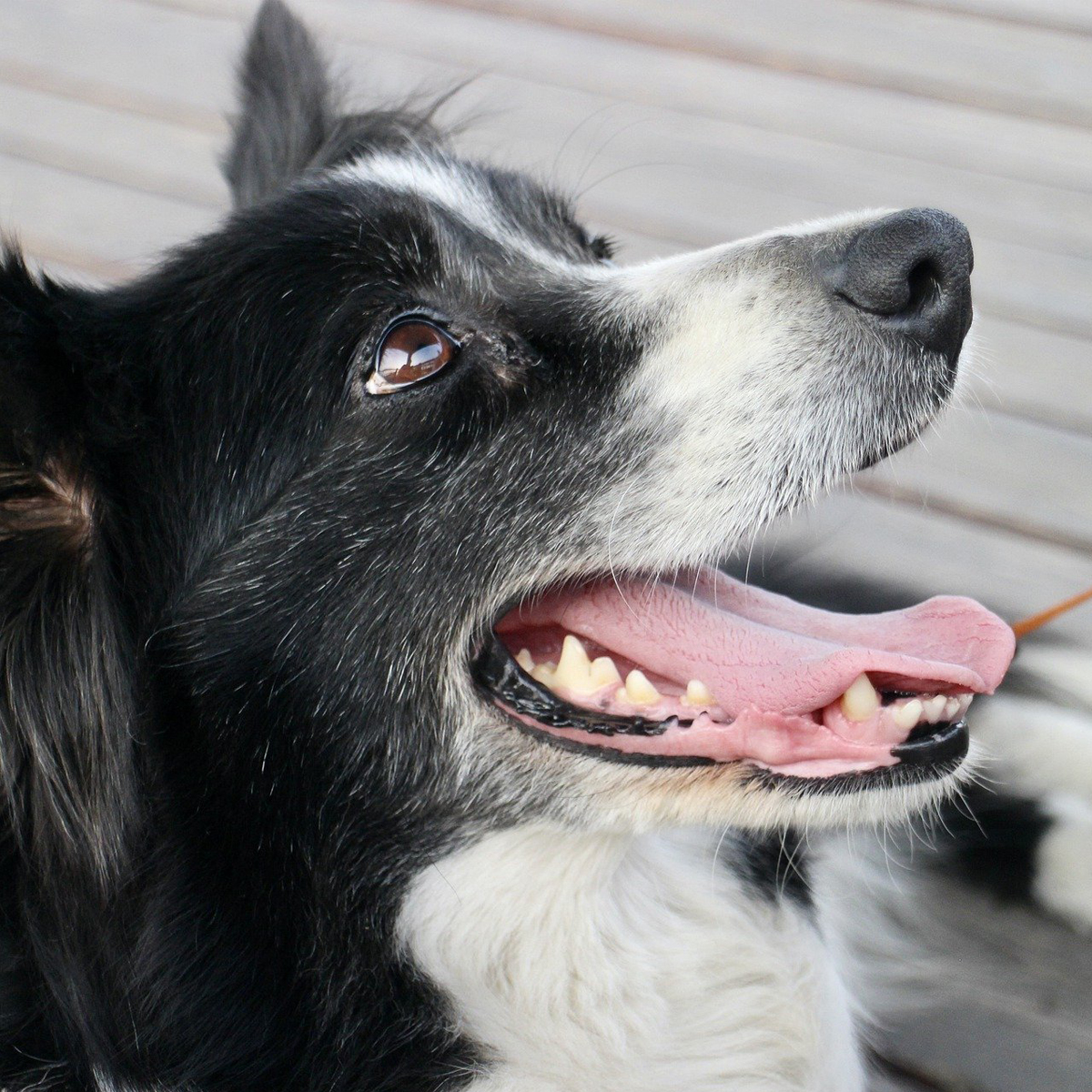 dog-7134183_1920