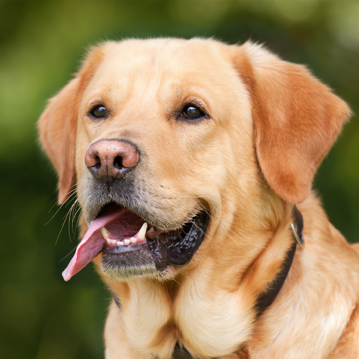 labrador-retriever-1210559