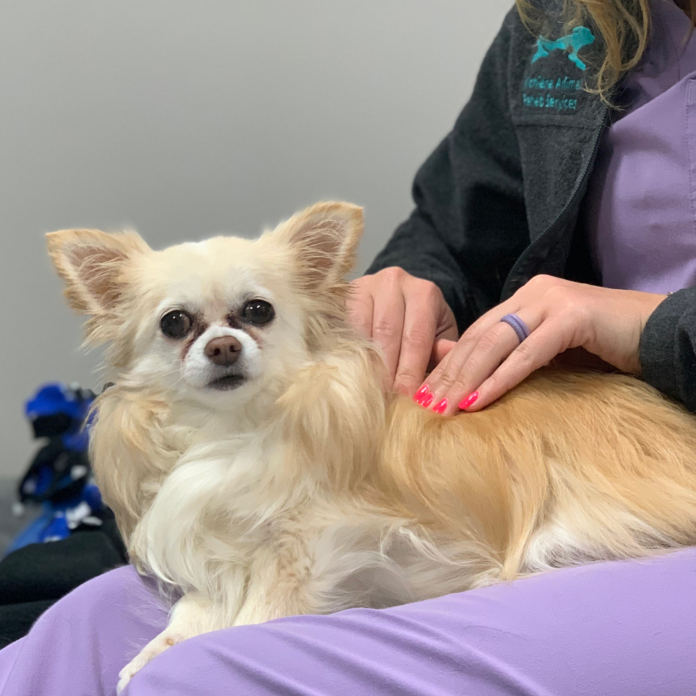 Dog receiving massage treatment