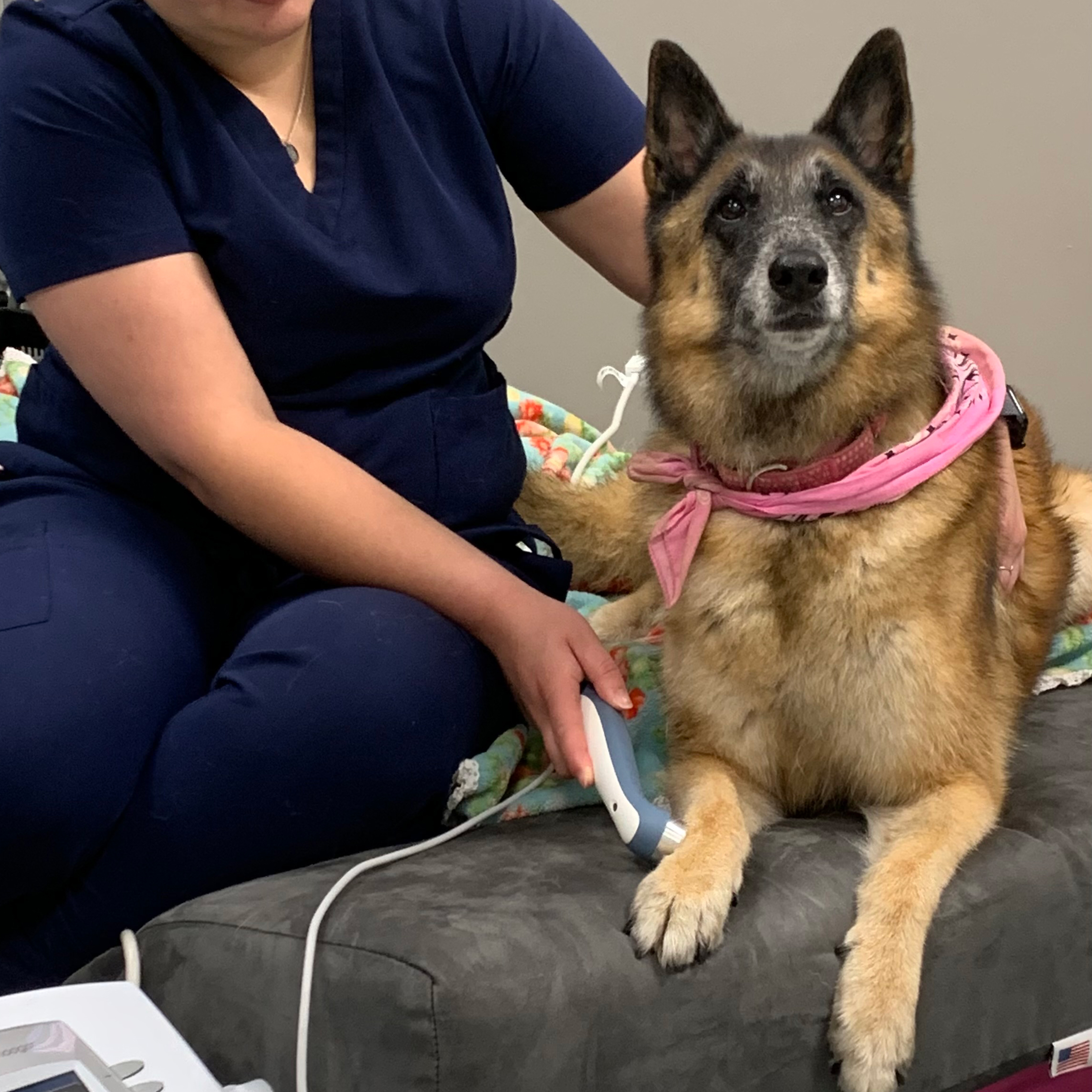 Do being treated with ultrasound equipment